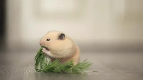 Cute hamster eats greens on a light background Stock Footage 245632276