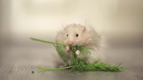 Cute hamster eats greens on a light background Video stock 245632277