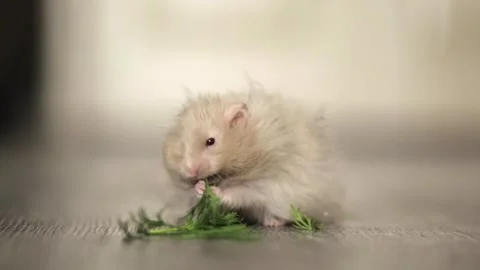 Cute hamster eats greens on a light background Vídeos de archivo 246742148