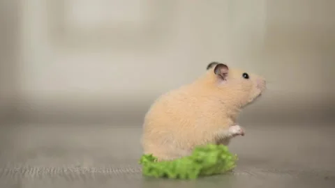 Cute hamster eats greens on a light background Stock Footage 246897156