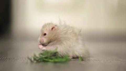 Cute hamster eats greens on a light background Stock Footage 246897161