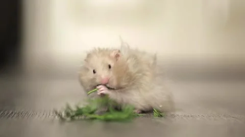 Cute hamster eats greens on a light background Vídeo Stock 247829080