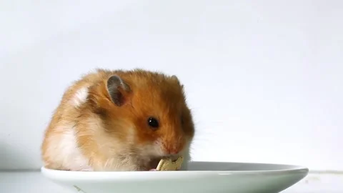 Cute hamster enjoys snack time. Hamster eating pumpkin seed in plate. Stock Footage 235007977