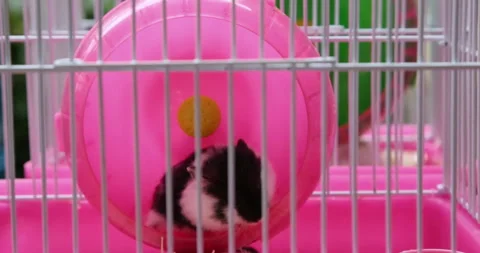 Cute hamster exercising while running Stock Footage 297059726