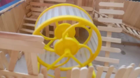 Cute Hamster Stock Footage 209124619