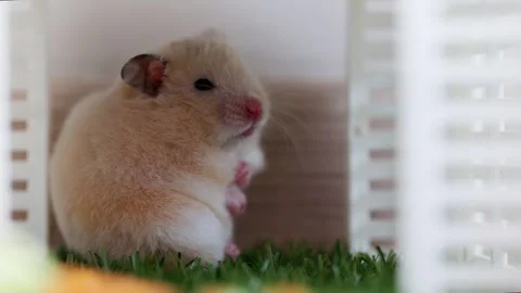 Cute hamster goes to bed. The fluffy hamster is sleeping. Stock Footage 248621401