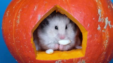 Cute hamster looks out of a pumpkin house and eats seeds, halloween concept Stock Footage