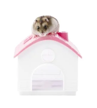 A cute hamster perched on top of a small plastic house during a playful moment Stock Photos