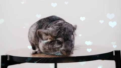 Cute Hamster Playing in Nest with Falling Blue Hearts Love Animation Stock Footage 330245615