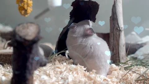 Cute Hamster Playing in Nest with Falling Blue Hearts Love Animation Stock Footage 330245618