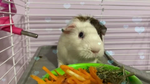 Cute Hamster Playing in Nest with Falling Blue Hearts Love Animation Stock Footage 330245624