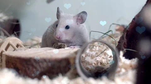 Cute Hamster Playing in Nest with Falling Blue Hearts Love Animation Stock Footage 330245631