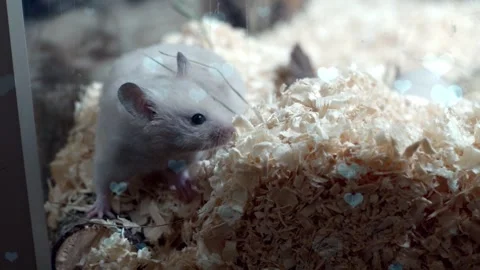 Cute Hamster Playing in Nest with Falling Blue Hearts Love Animation Stock Footage 330245632