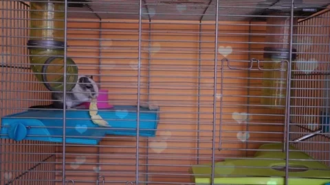 Cute Hamster Playing in Nest with Falling Blue Hearts Love Animation Video stock 330245641