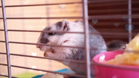 Cute Hamster Playing in Nest with Falling Blue Hearts Love Animation Stock Footage 330245656