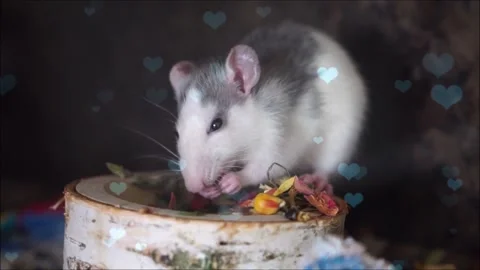 Cute Hamster Playing in Nest with Falling Blue Hearts Love Animation Stock Footage 330245670