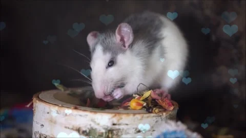 Cute Hamster Playing in Nest with Falling Blue Hearts Love Animation Stock Footage 330246367