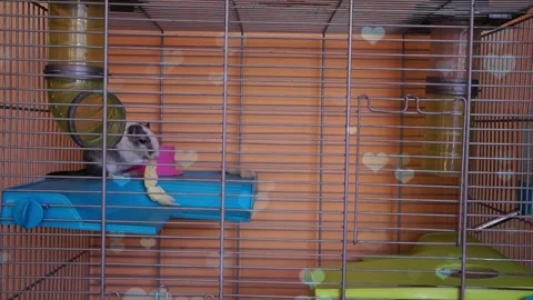 Cute Hamster Playing in Nest with Falling Blue Hearts Love Animation Stock Footage 330246496