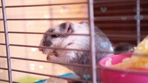 Cute Hamster Playing in Nest with Falling Blue Hearts Love Animation Stock Footage 330246502