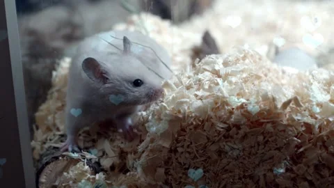 Cute Hamster Playing in Nest with Falling Blue Hearts Love Animation Stock Footage 330247026