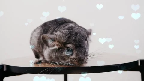 Cute Hamster Playing in Nest with Falling Blue Hearts Love Animation 스톡 동영상 330247565