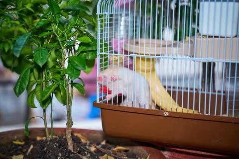 Cute hamster running and playing in iron cage indoor Photos