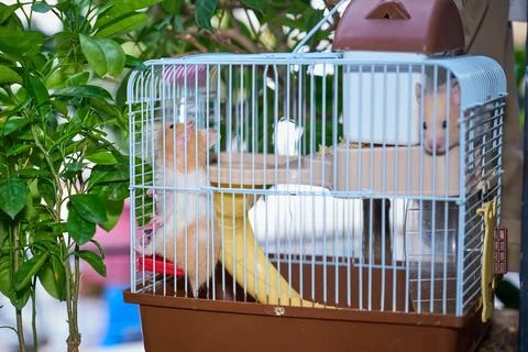 Cute hamster running and playing in iron cage indoor Photos