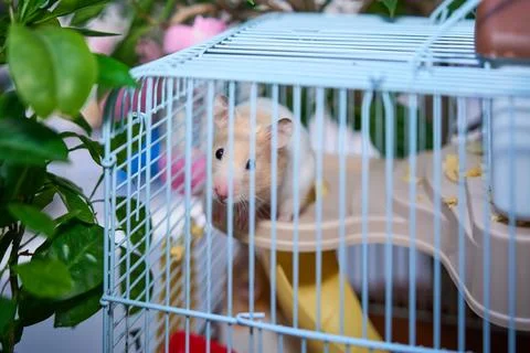 Cute hamster running and playing in iron cage indoor Photos