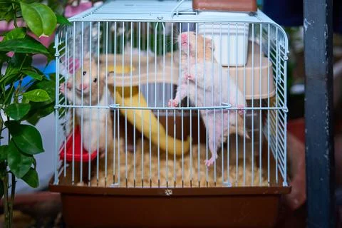 Cute hamster running and playing in iron cage indoor Photos