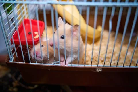 Cute hamster running and playing in iron cage indoor Photos