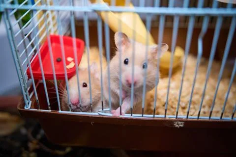 Cute hamster running and playing in iron cage indoor Photos