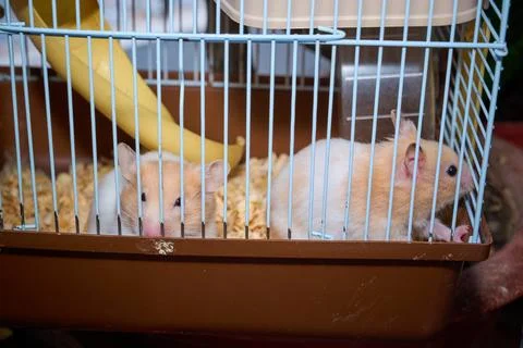 Cute hamster running and playing in iron cage indoor Photos