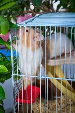 Cute hamster running and playing in iron cage indoor Photos