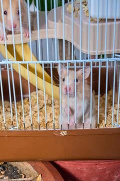 Cute hamster running and playing in iron cage indoor Photos