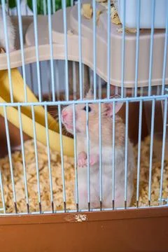 Cute hamster running and playing in iron cage indoor Photos