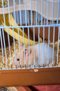 Cute hamster running and playing in iron cage indoor Photos