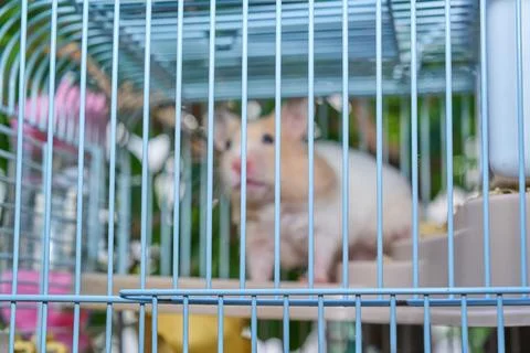 Cute hamster running and playing in iron cage indoor Photos