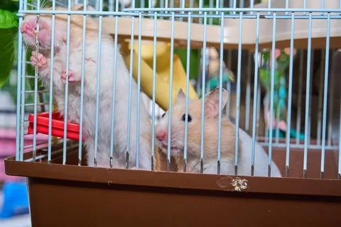 Cute hamster running and playing in iron cage indoor Photos
