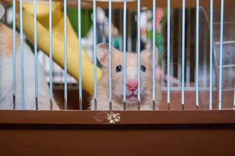 Cute hamster running and playing in iron cage indoor Photos