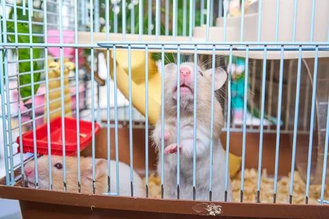 Cute hamster running and playing in iron cage indoor Photos