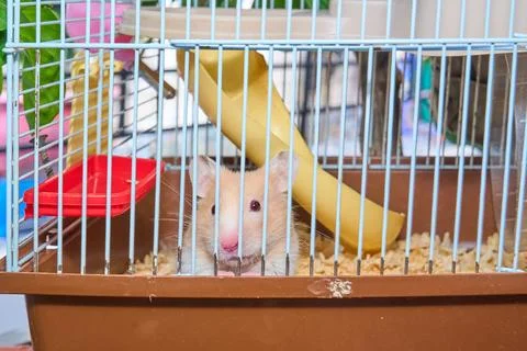 Cute hamster running and playing in iron cage indoor Photos
