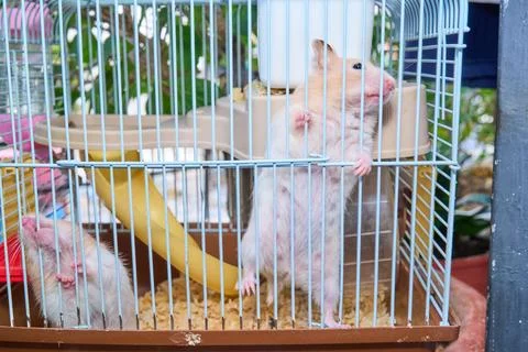 Cute hamster running and playing in iron cage indoor Photos