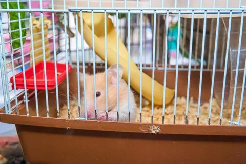 Cute hamster running and playing in iron cage indoor Photos