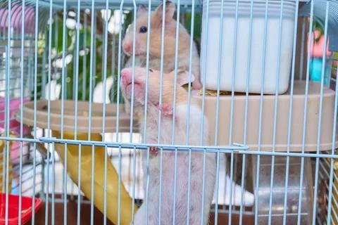 Cute hamster running and playing in iron cage indoor Photos