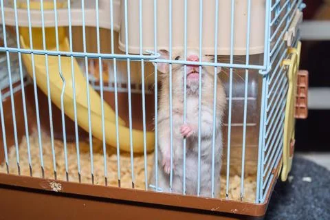 Cute hamster running and playing in iron cage indoor Photos