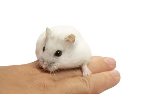 A cute hamster is sitting on the hostess's hand. Hamster close-up. Stock Photos
