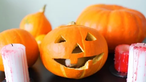Cute Hamster Sniffing a Pumpkin Jack-O-Lantern Stock Footage 115962223