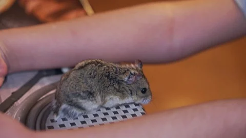 A cute hamster on the table Stock Footage 103552505