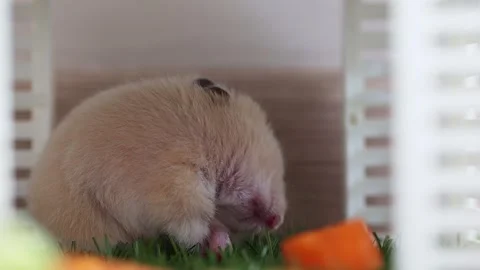Cute hamster washes and cleans his fur. Hamster washing muzzle. Video stock 248621335