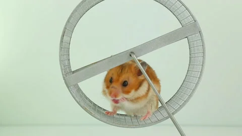 Cute hamster washes and runs in the wheel. Stock Footage 207085334